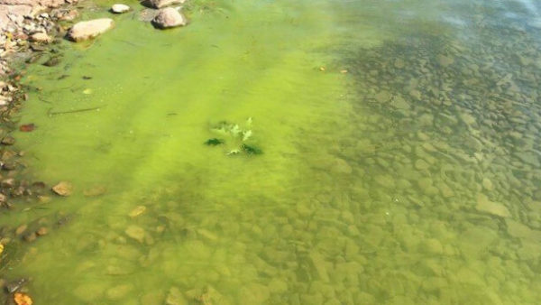 Pilot Program Aims to Fight Harmful Algal Blooms on Skaneateles Lake ...