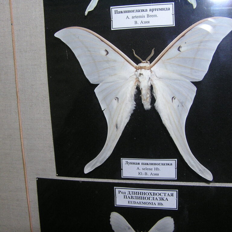 photograph of giant moth exhibit taken in Zoological Museum of the Zoological Institute of the Russian Academy of Sciences